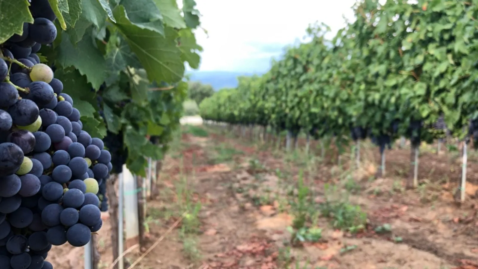 Dark purple grapes on the vine beside a row of vineyard stretching to the horizon