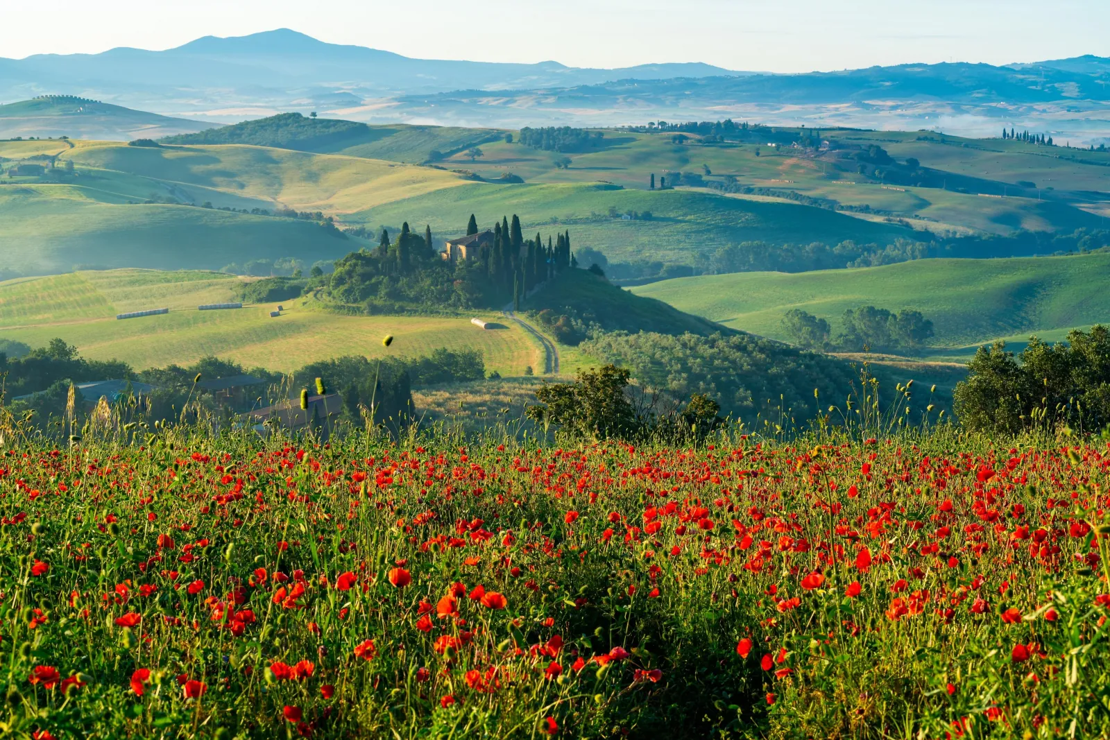 Rolling green Tuscan hills with a cypress-ringed farmhouse and a foreground field of red poppies