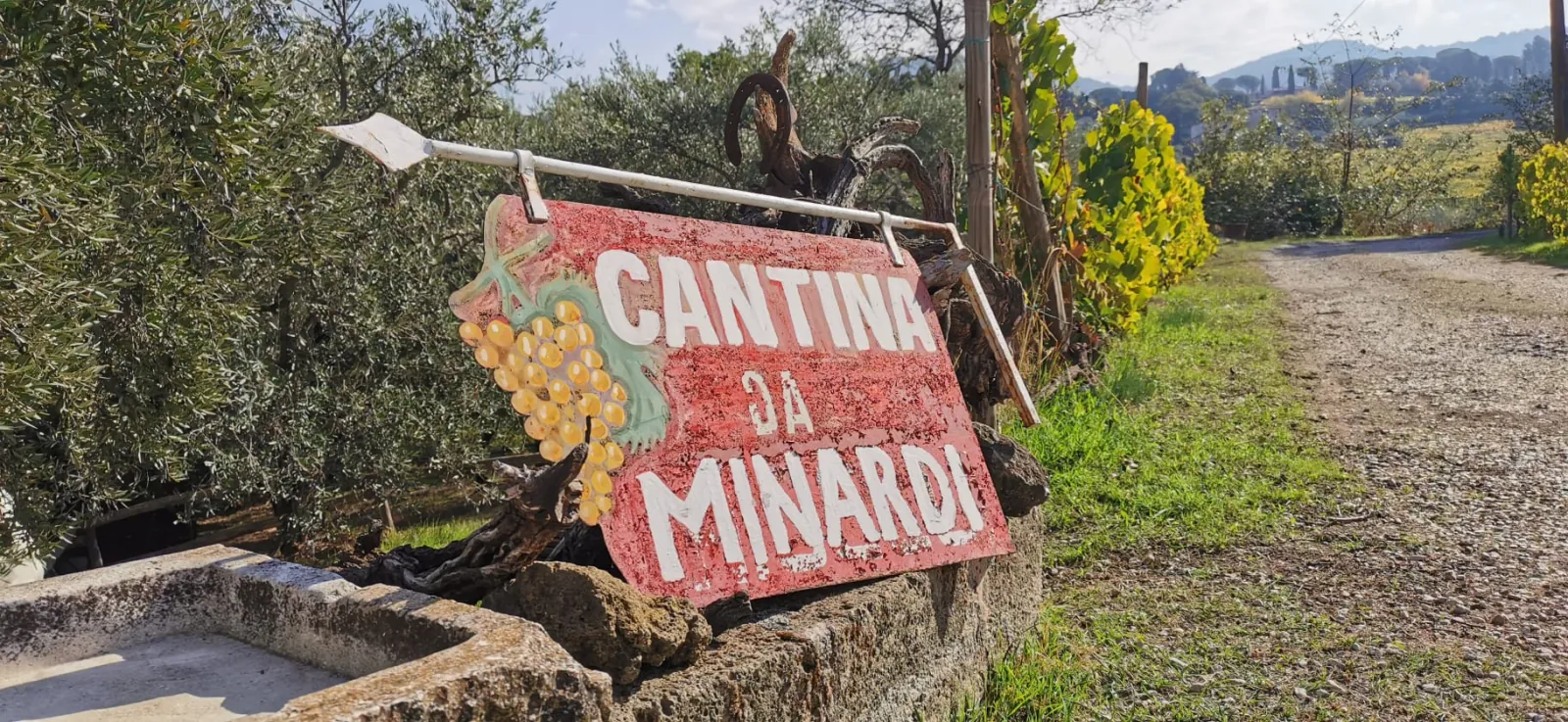 Red hand-painted winery sign with a grape cluster beside a gravel track and olive trees