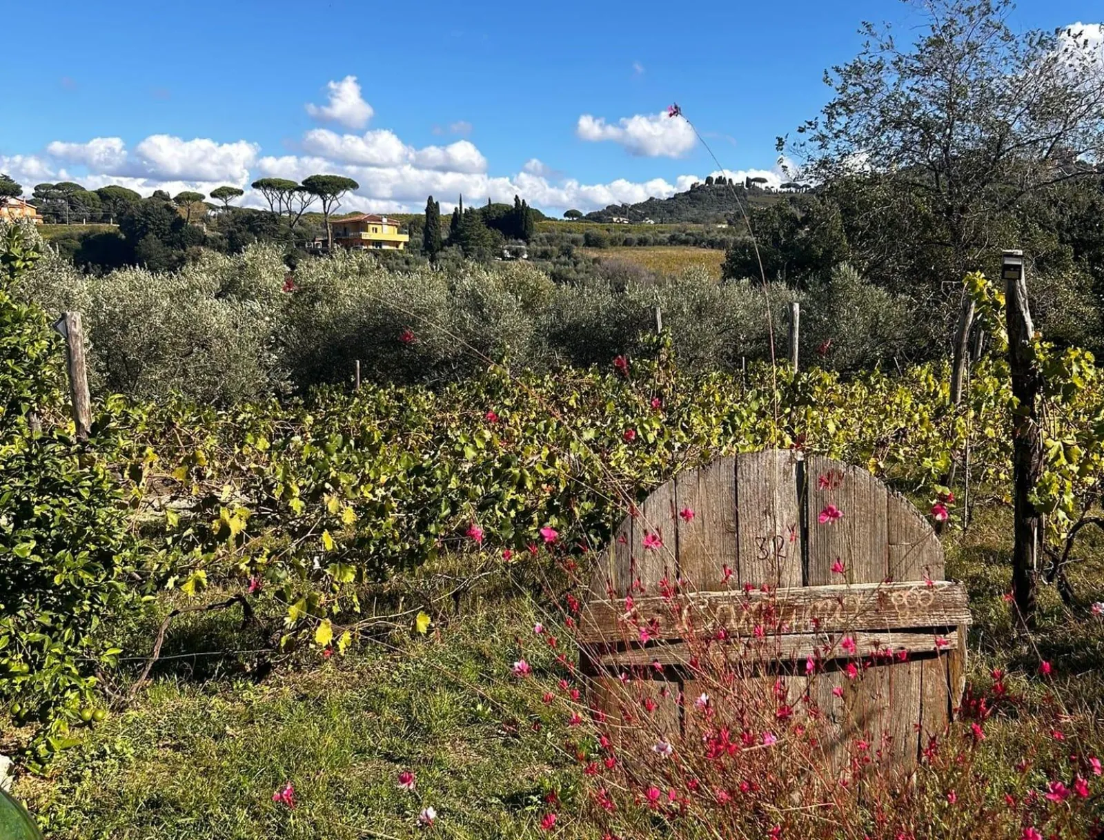 Autumn vineyard with olive trees, a wooden barrel end and pink flowers under blue sky