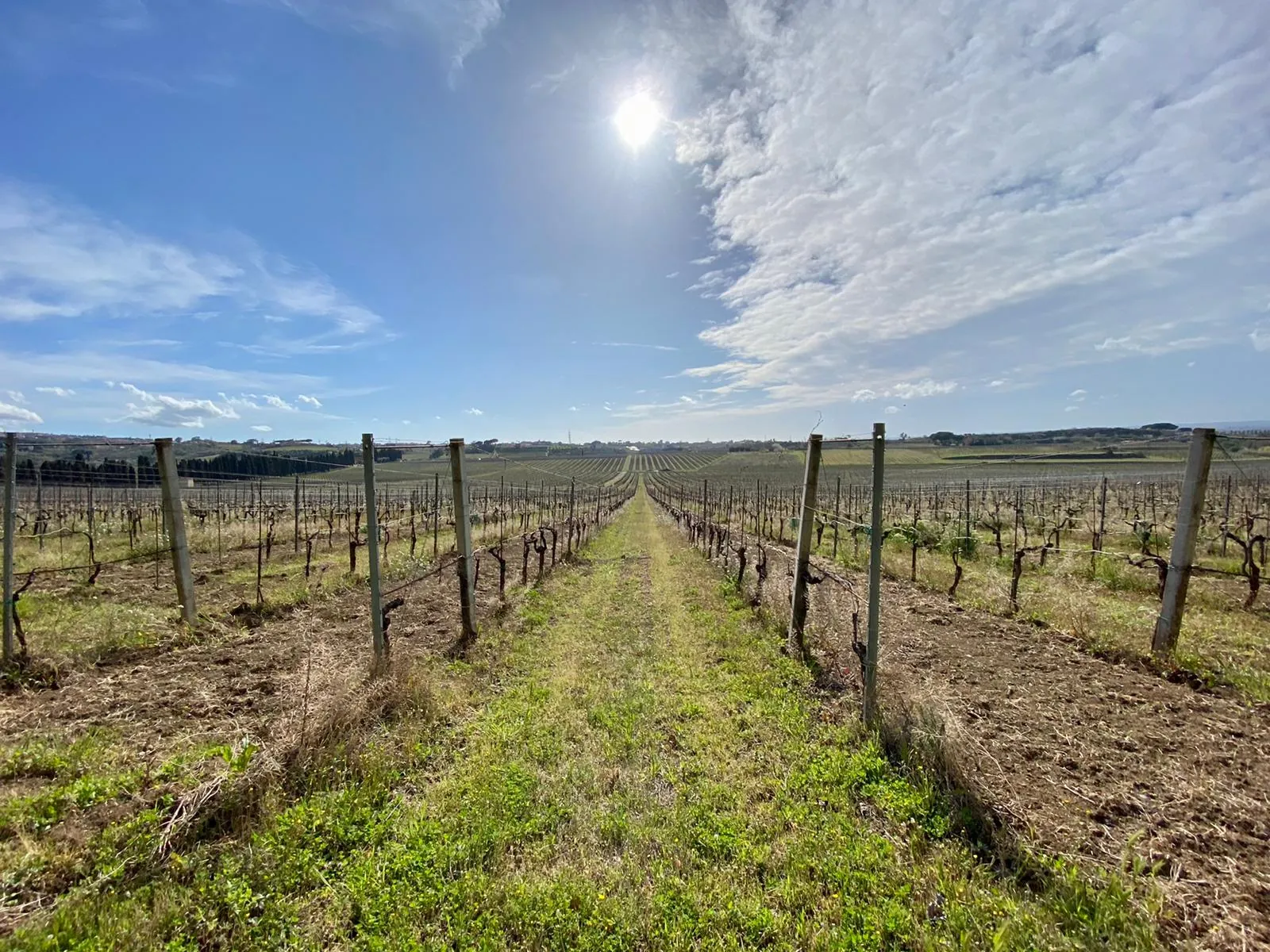 Long straight rows of pruned vines under a bright sun and blue sky