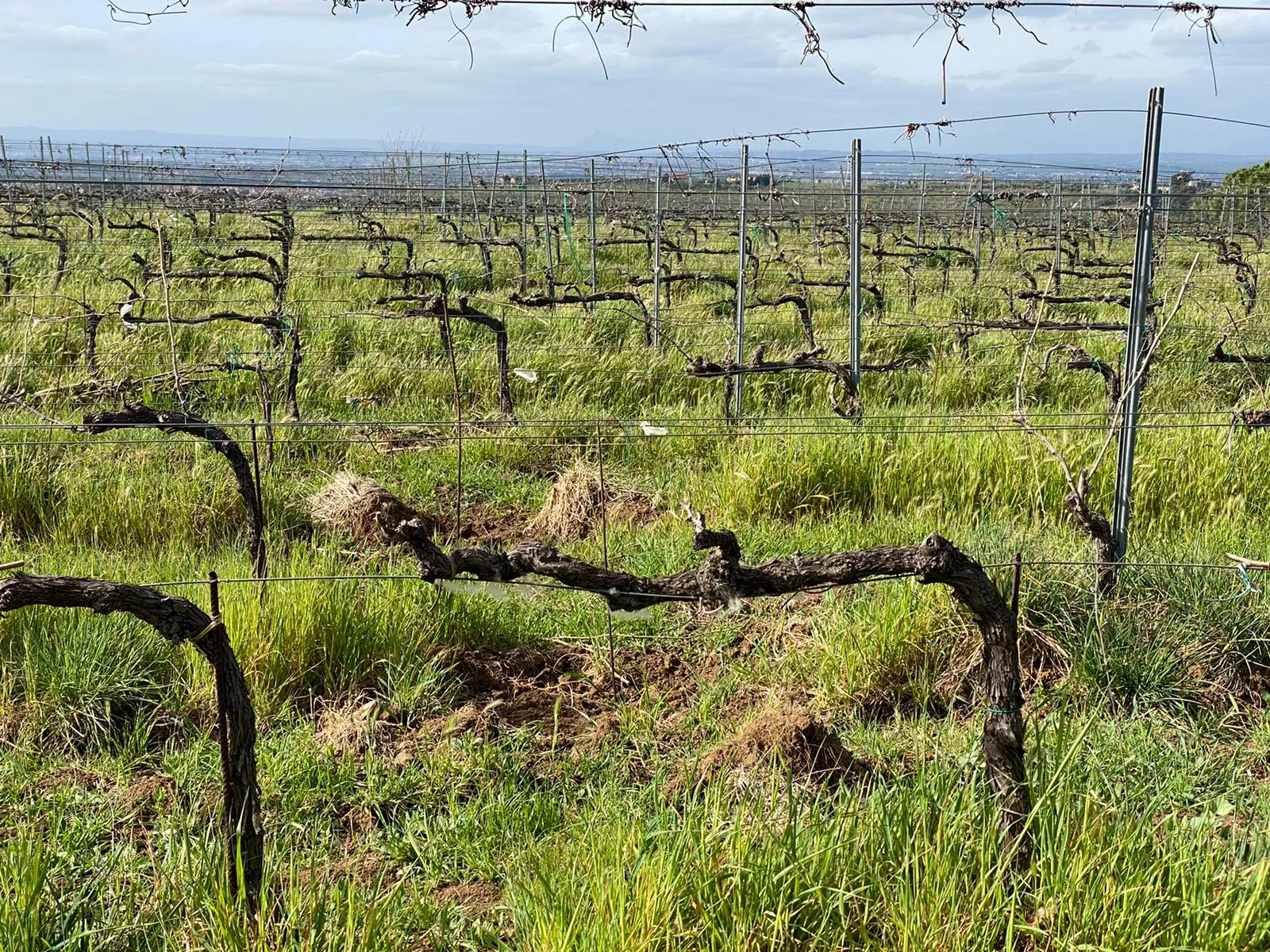Bare spring vines and grass in a vineyard with a hazy plain beyond