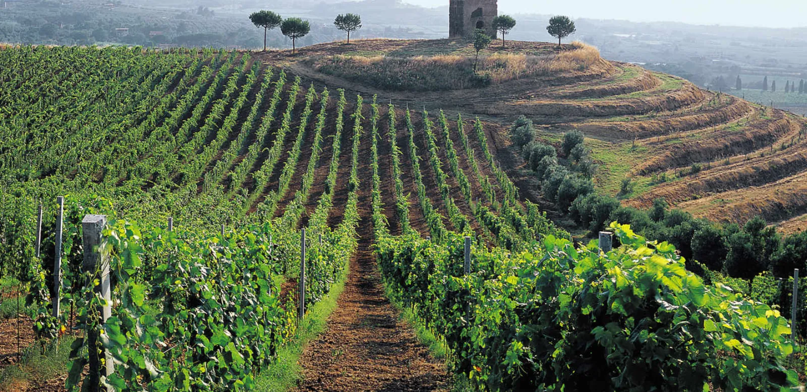 Terraced vineyard rows on a hillside with a stone tower and trees on the ridge
