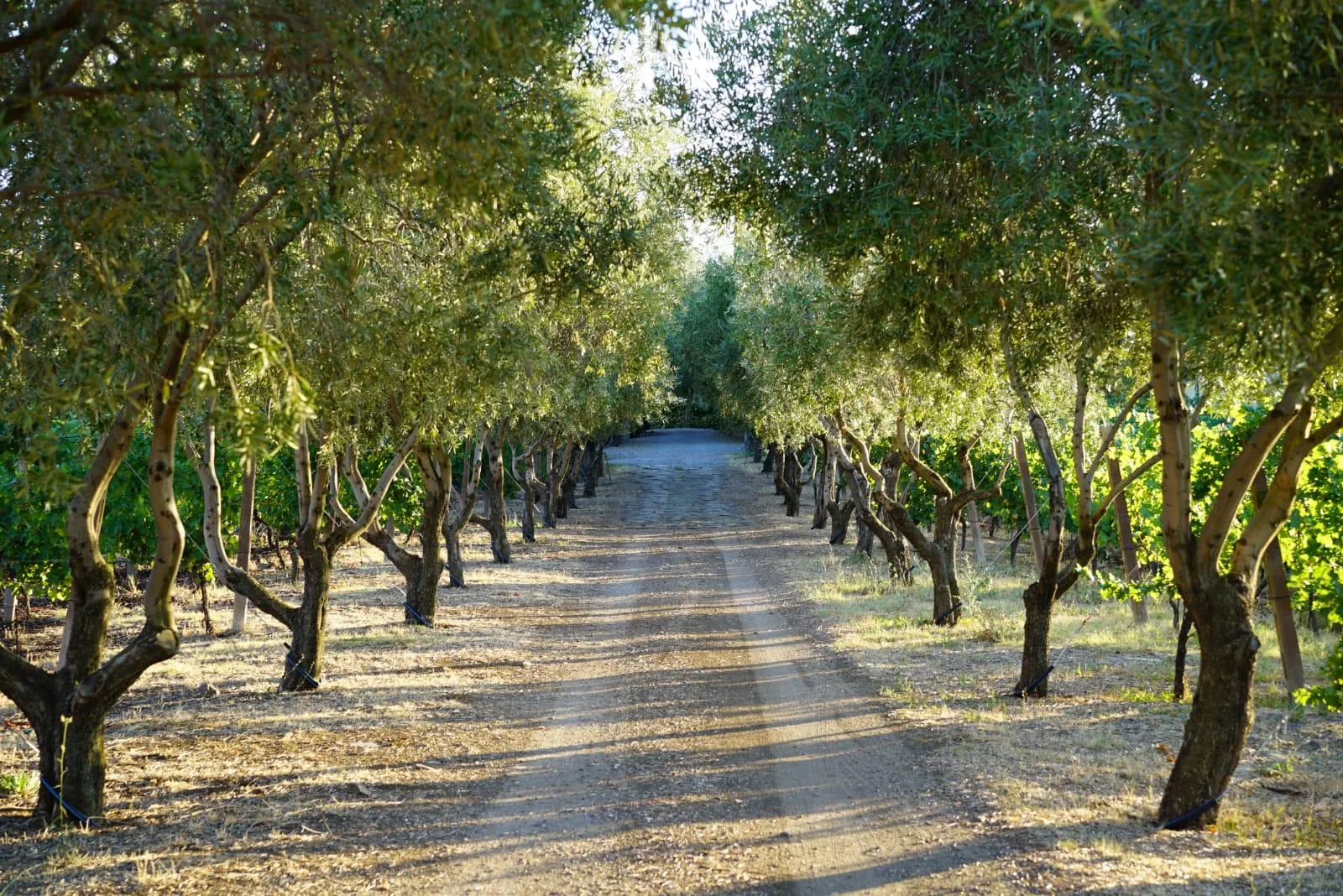 Gravel path between rows of olive trees in a grove