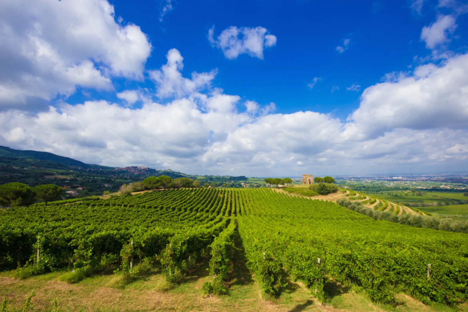 Green vineyards rolling across hills under blue sky and large clouds