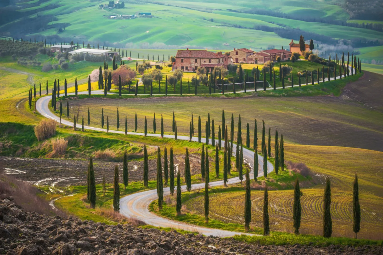 Cypress-lined road winding through green Val d'Orcia hills to a farmhouse