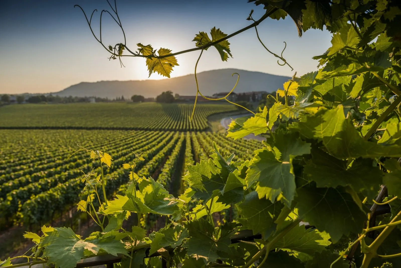 Vine leaves framing long vineyard rows in low evening sun