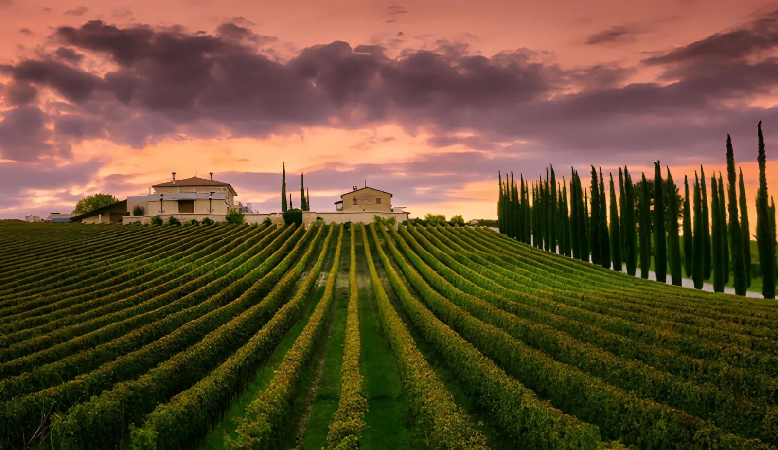 Vineyard rows at sunset with a row of cypress trees and farmhouses on the ridge
