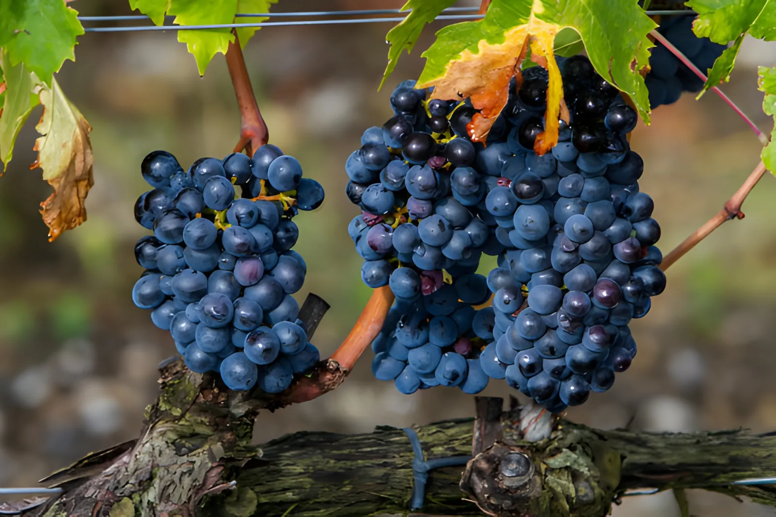 Bunches of dark blue grapes hanging from a vine, close up