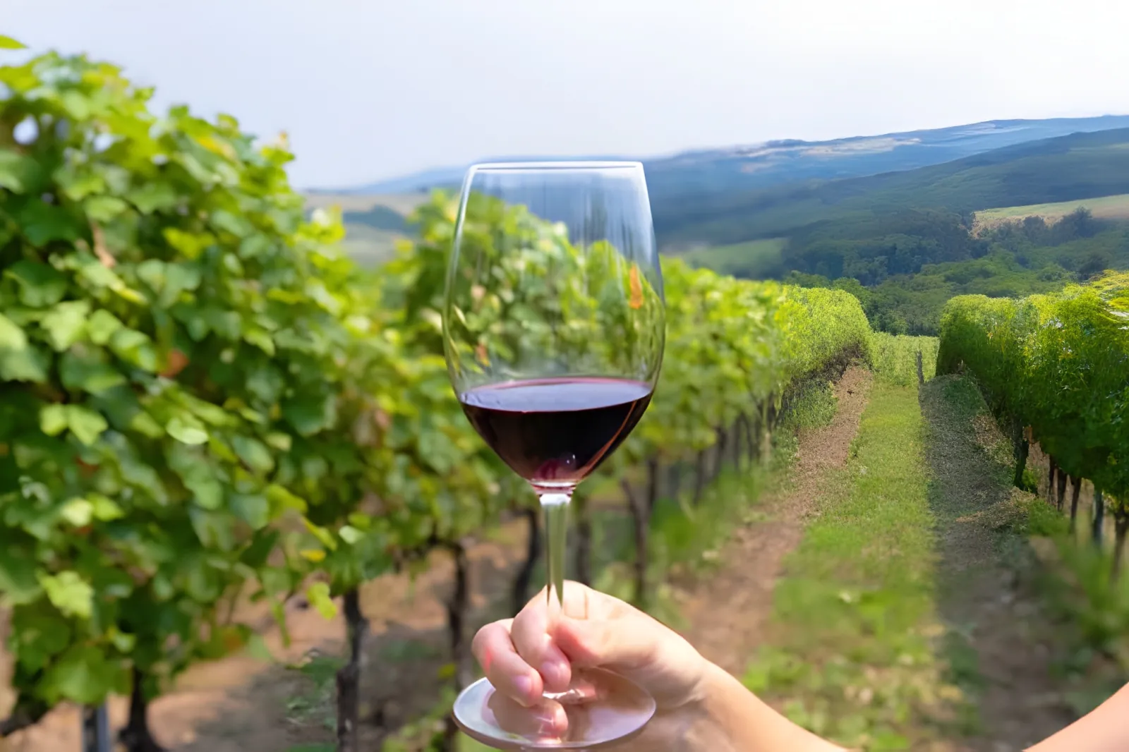 Hand holding a glass of red wine between rows of green vines