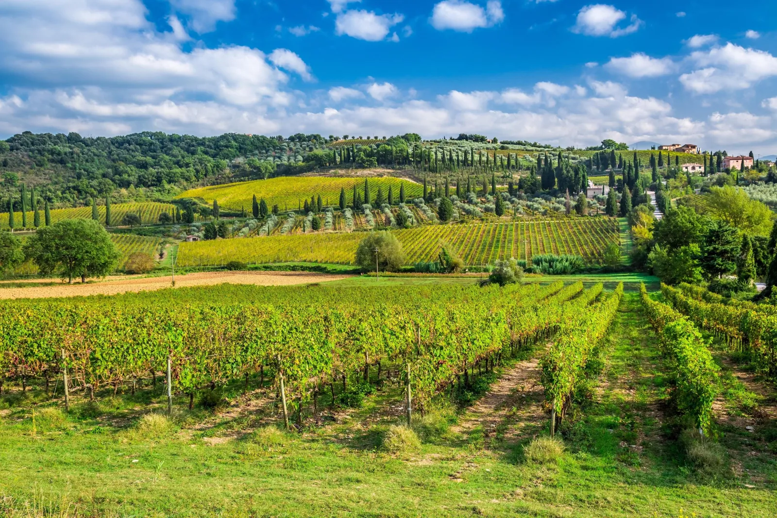 Green vine rows on a Tuscan hillside with cypress trees and olive groves