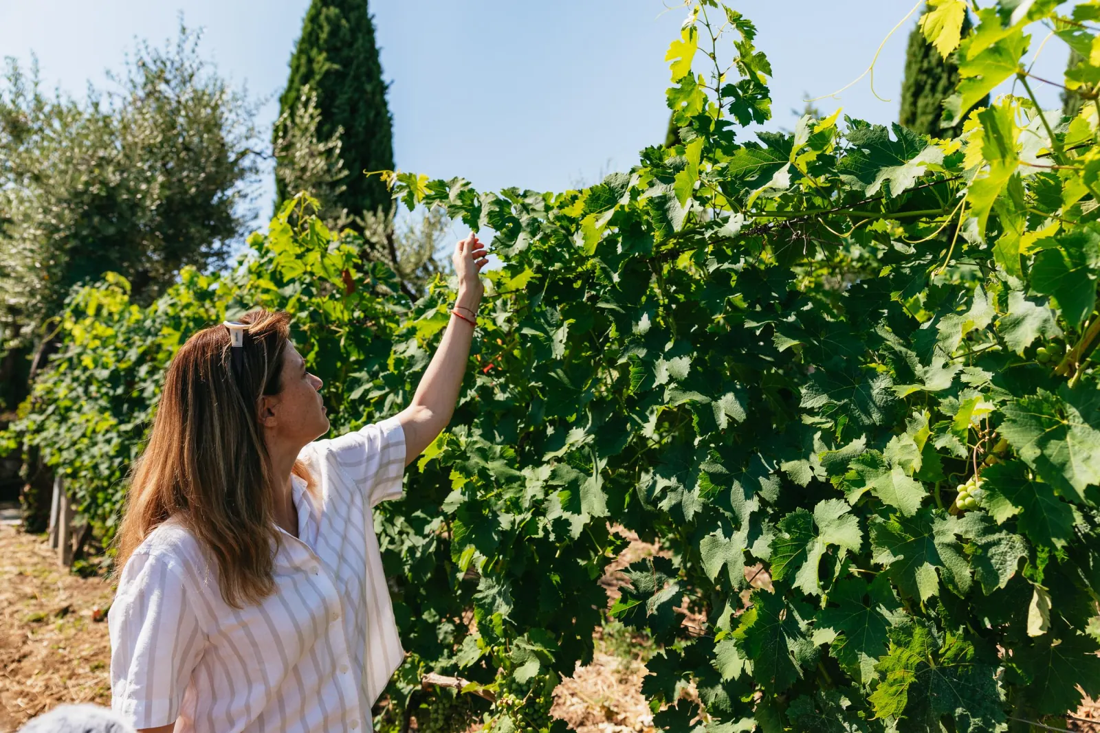 Woman reaching up to touch grape leaves on a vine in sunshine