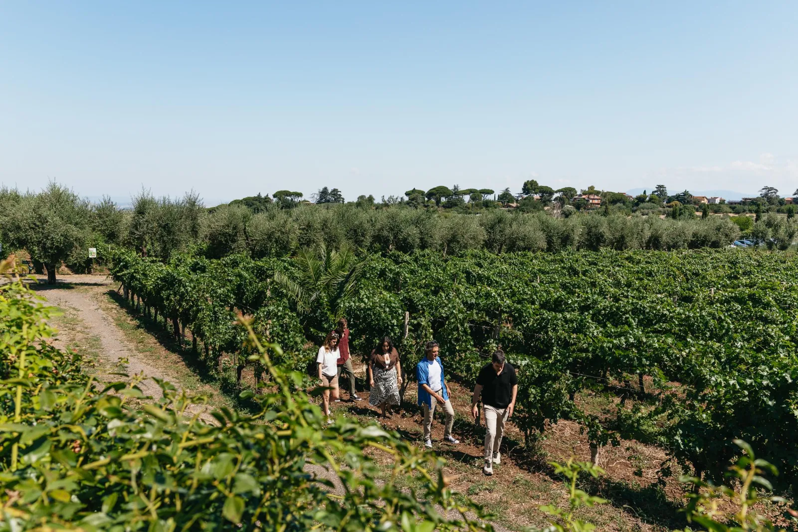 Small group walking between vineyard rows and olive trees under a clear sky