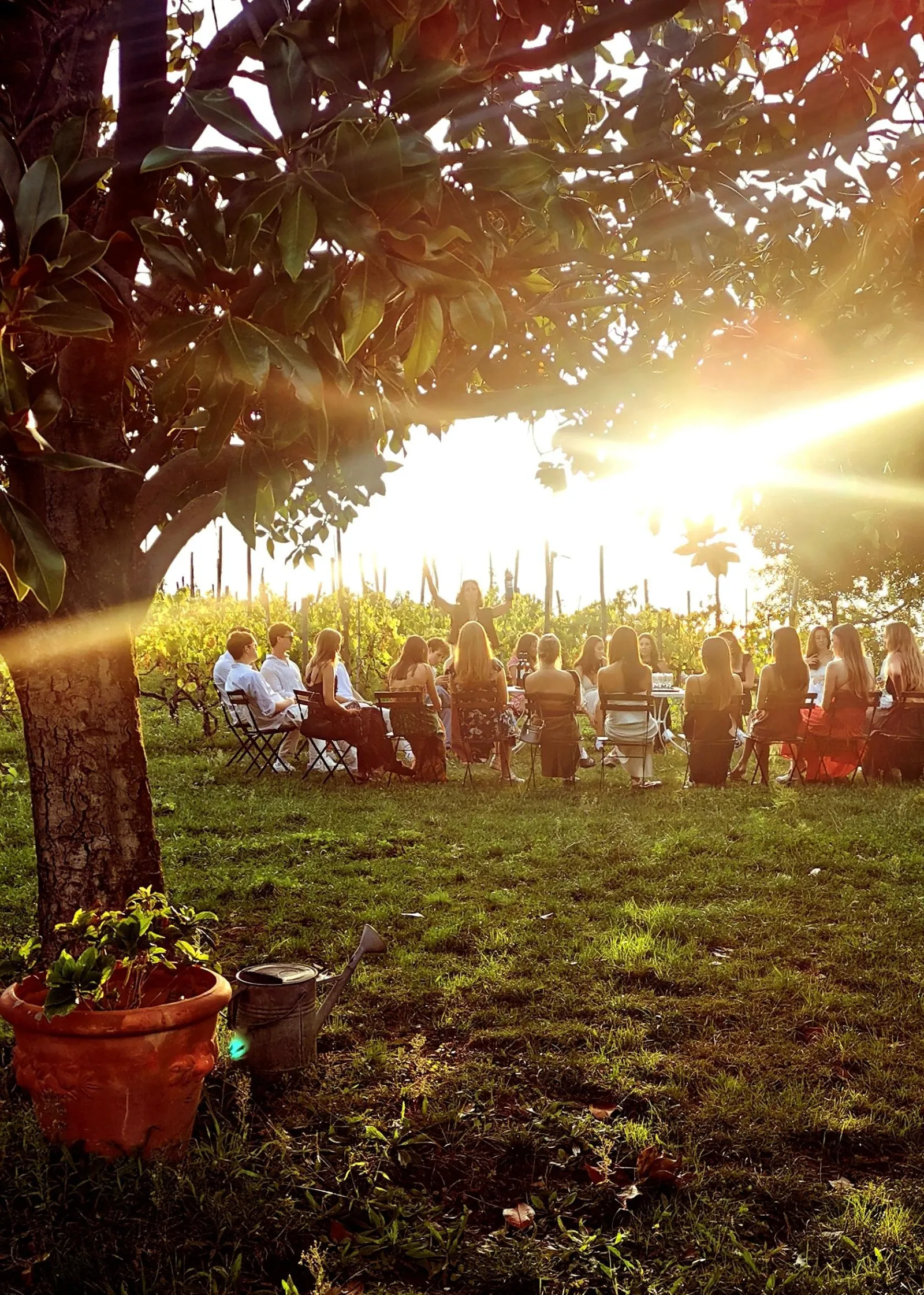 Guests seated at tables on a lawn under a tree in low evening sun