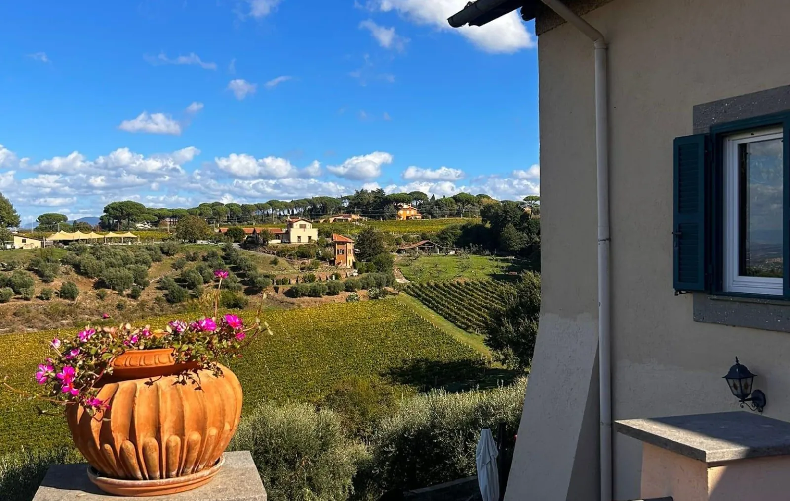 Terracotta pot of pink flowers on a terrace overlooking vineyards, olive trees and umbrella pines