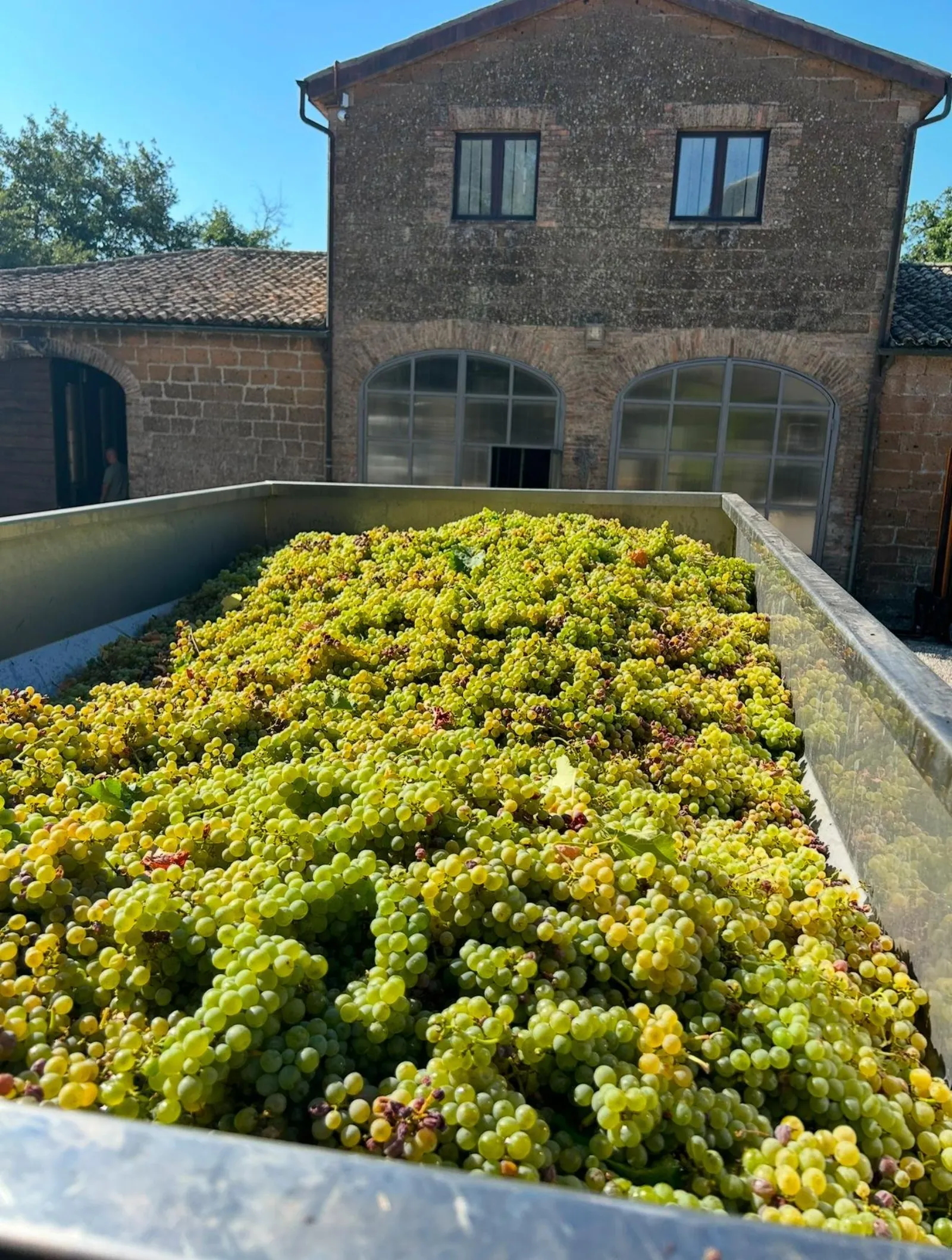 Crate of freshly picked green grapes outside a stone winery building