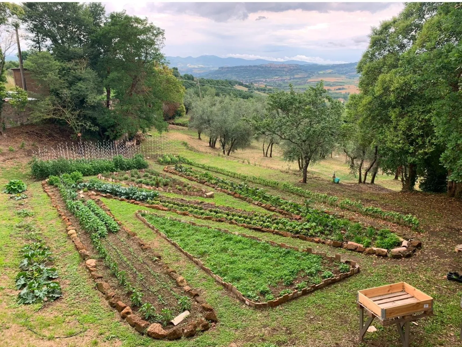 Terraced vegetable garden beds among olive trees on a hillside, with a wooden crate