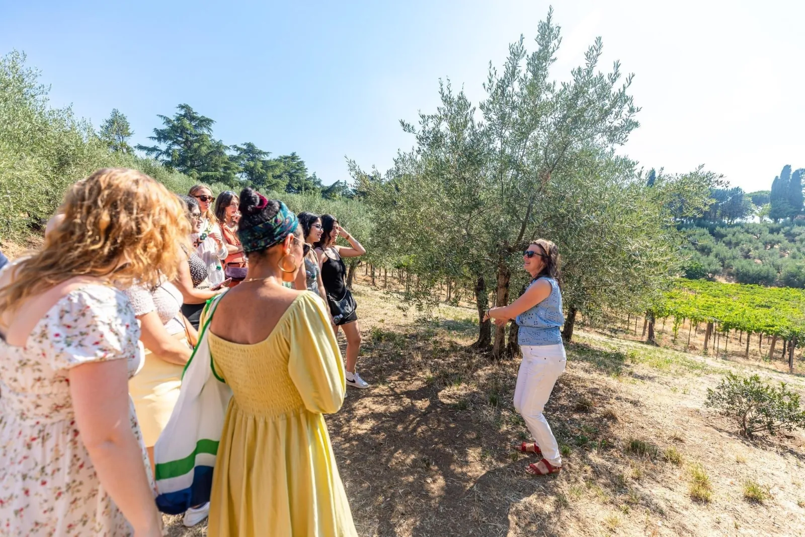 Guide talking to a group beside an olive tree in a sunny grove