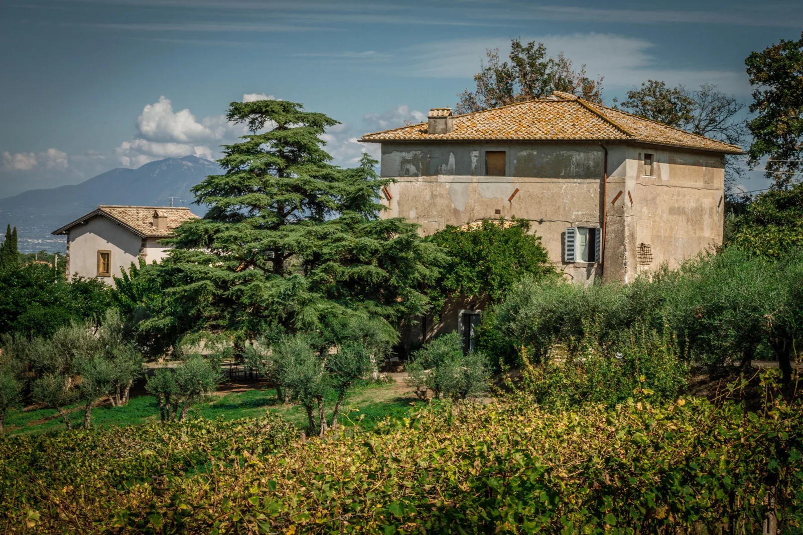 Frascati: Half Day Wine Tour